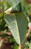 267344 – Photo : Catherine Reymonet-Smitten – France (19)